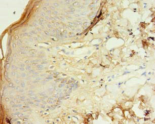 Immunohistochemistry (Formalin/PFA-fixed paraffin-embedded sections) - Anti-TSPAN6 antibody (AB236883)