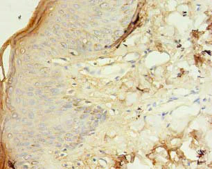Immunohistochemistry (Formalin/PFA-fixed paraffin-embedded sections) - Anti-TSPAN6 antibody (AB236883)