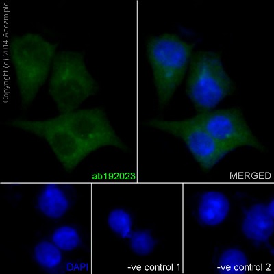 Immunocytochemistry/ Immunofluorescence - Anti-TSPEAR antibody [EPR15505] (ab192023), expandable thumbnail