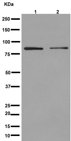 Western blot - Anti-TSPEAR antibody [EPR15505] (AB192023), expandable thumbnail