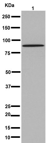 Western blot - Anti-TSPEAR antibody [EPR15505] (AB192023), expandable thumbnail