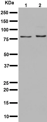 Western blot - Anti-TSPEAR antibody [EPR15505] - BSA and Azide free (AB251105)