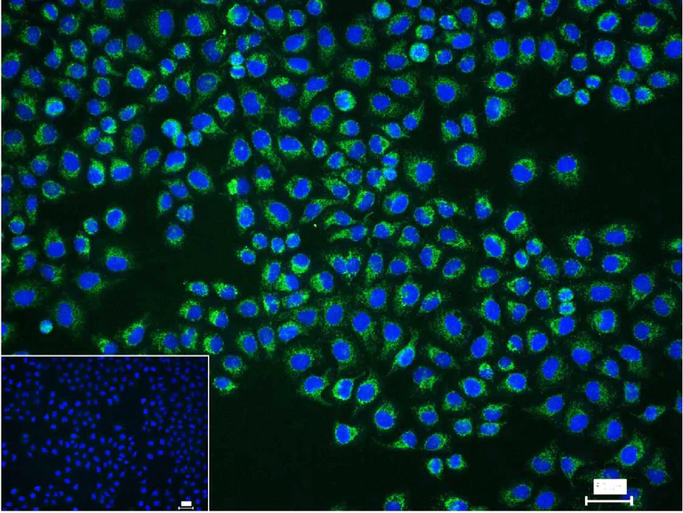Immunocytochemistry/ Immunofluorescence - Anti-TSPO antibody [12B8] (AB326712)