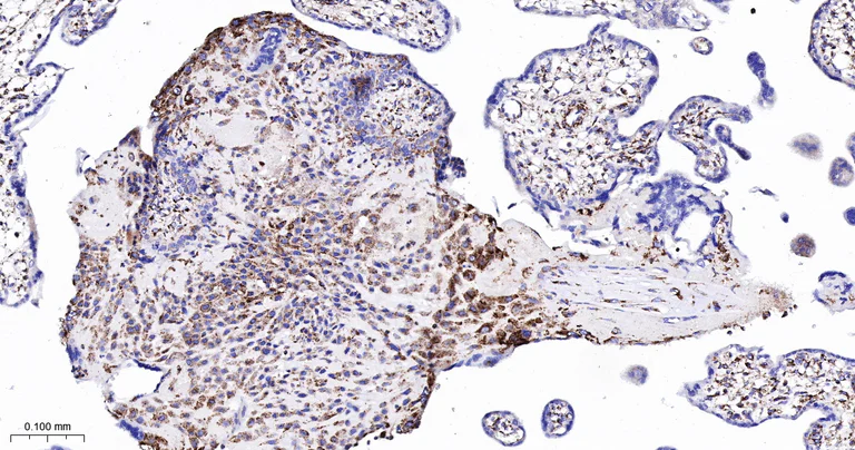 Immunohistochemistry (Formalin/PFA-fixed paraffin-embedded sections) - Anti-TSPO antibody [12B8] (AB326712)