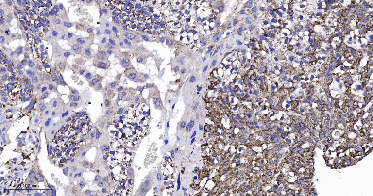 Immunohistochemistry (Formalin/PFA-fixed paraffin-embedded sections) - Anti-TSPO antibody [12B8] (AB326712)