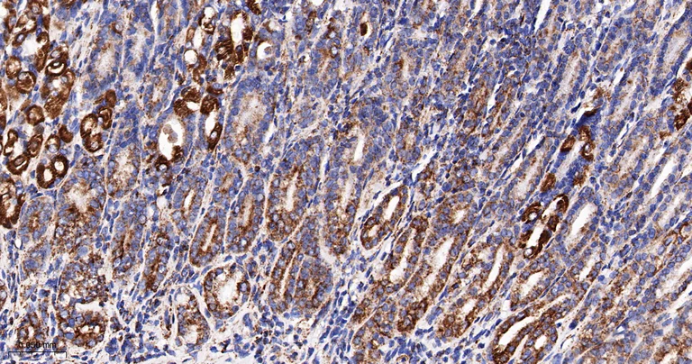 Immunohistochemistry (Formalin/PFA-fixed paraffin-embedded sections) - Anti-TSPO antibody [12B8] (AB326712)