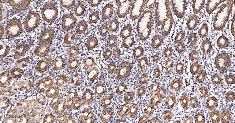 Immunohistochemistry (Formalin/PFA-fixed paraffin-embedded sections) - Anti-TSPO antibody [12B8] (AB326712)