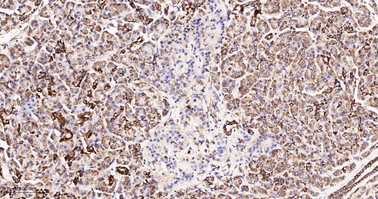 Immunohistochemistry (Formalin/PFA-fixed paraffin-embedded sections) - Anti-TSPO antibody [12B8] (AB326712)