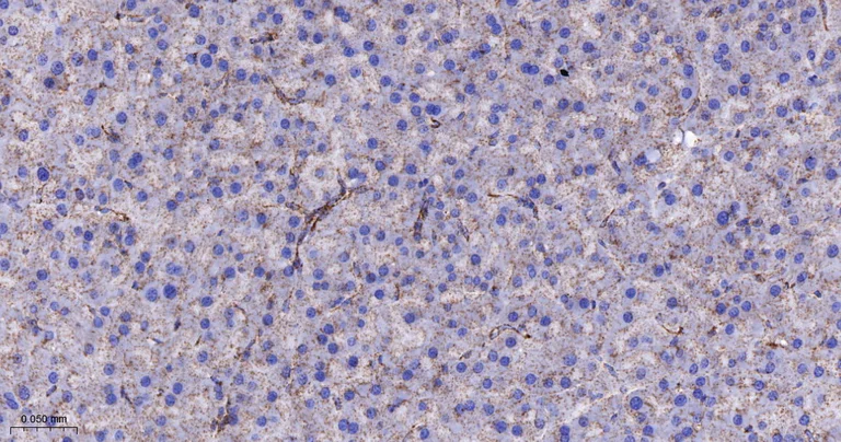 Immunohistochemistry (Formalin/PFA-fixed paraffin-embedded sections) - Anti-TSPO antibody [12B8] (AB326712)