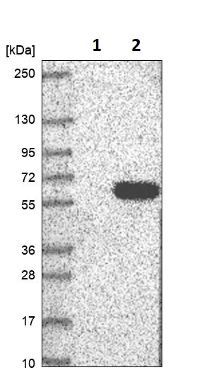Western blot - Anti-TSSC1 antibody (AB251813)