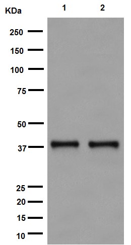 Western blot - Anti-TSSK2 antibody [EPR16116] (AB192026)