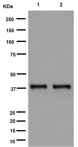 Western blot - Anti-TSSK2 antibody [EPR16116] - BSA and Azide free (AB251108)