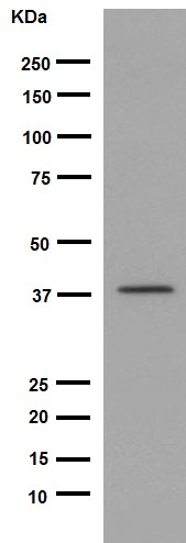 Western blot - Anti-TSSK2 antibody [EPR16116] - BSA and Azide free (AB251108), expandable thumbnail