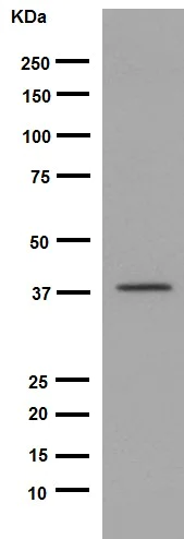 Western blot - Anti-TSSK2 antibody [EPR16116] - BSA and Azide free (AB251108)