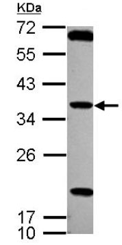 Western blot - Anti-TSSK4 antibody (AB127036)