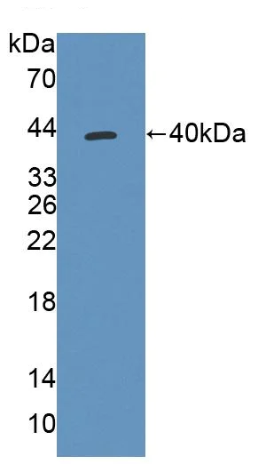 Western blot - Anti-TST antibody (AB231248)