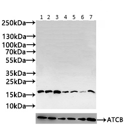 Western blot - Anti-TTC11/FIS1 antibody (AB229969)