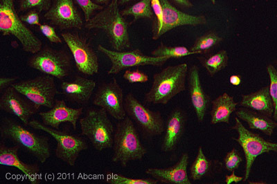 Immunocytochemistry/ Immunofluorescence - Anti-TTC11/FIS1 antibody (AB96764), expandable thumbnail