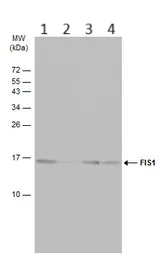 Western blot - Anti-TTC11/FIS1 antibody (AB96764)
