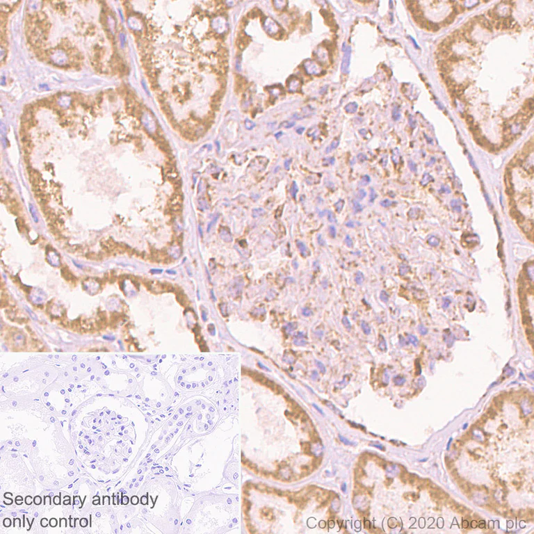 Immunohistochemistry (Formalin/PFA-fixed paraffin-embedded sections) - Anti-TTC11/FIS1 antibody [EPR8412] (AB156865)