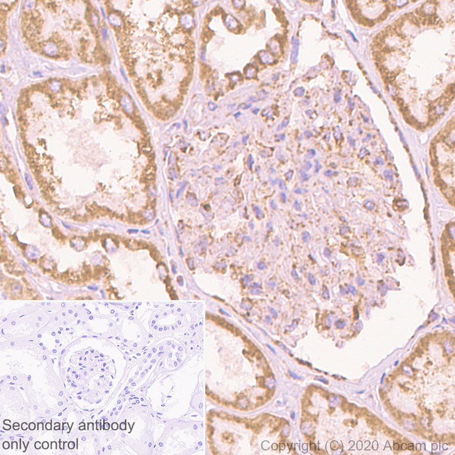 Immunohistochemistry (Formalin/PFA-fixed paraffin-embedded sections) - Anti-TTC11/FIS1 antibody [EPR8412] - BSA and Azide free (AB238929), expandable thumbnail