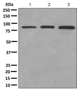 Western blot - Anti-TTC14 antibody [EPR11143] (AB166905)