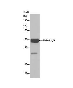 Immunoprecipitation - Anti-TTC19 antibody [EPR13184-63] (AB181191), expandable thumbnail