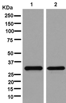 Western blot - Anti-TTC19 antibody [EPR13184-63] (AB181191), expandable thumbnail