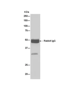 Immunoprecipitation - Anti-TTC19 antibody [EPR13184-63] - BSA and Azide free (AB250415)