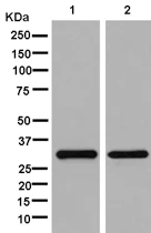Western blot - Anti-TTC19 antibody [EPR13184-63] - BSA and Azide free (AB250415)