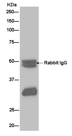 Immunoprecipitation - Anti-TTC19 antibody [EPR13184] - BSA and Azide free (AB250323)