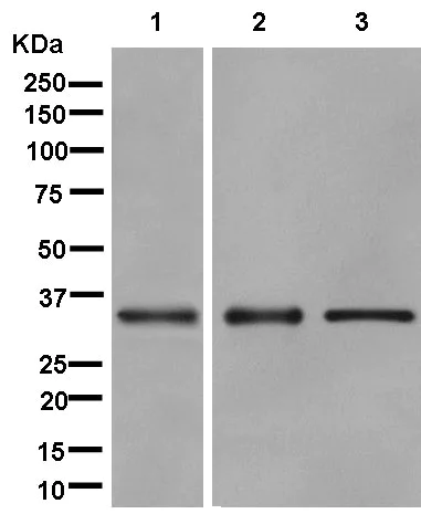 Western blot - Anti-TTC19 antibody [EPR13184] - BSA and Azide free (AB250323)