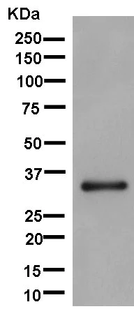 Western blot - Anti-TTC19 antibody [EPR13184] - BSA and Azide free (AB250323)