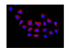 Immunocytochemistry/ Immunofluorescence - Anti-TTC27 antibody [EPR13653] (AB181162), expandable thumbnail