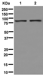 Western blot - Anti-TTC27 antibody [EPR13653] - BSA and Azide free (AB250389), expandable thumbnail