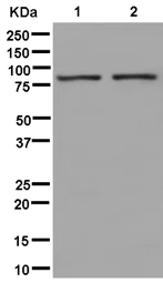Western blot - Anti-TTC27 antibody [EPR13653] - BSA and Azide free (AB250389)