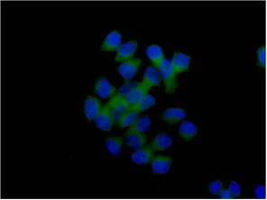 Immunocytochemistry/ Immunofluorescence - Anti-TTC4 antibody [EPR13381-76] - BSA and Azide free (AB250418)
