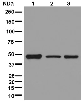 Western blot - Anti-TTC4 antibody [EPR13381-76] - BSA and Azide free (AB250418)