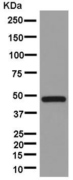 Western blot - Anti-TTC4 antibody [EPR13381-76] - BSA and Azide free (AB250418)