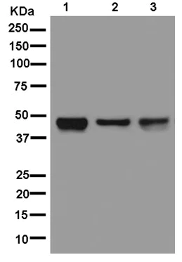 Western blot - Anti-TTC4 antibody [EPR13381] - BSA and Azide free (AB250417)