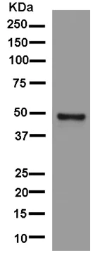 Western blot - Anti-TTC4 antibody [EPR13381] - BSA and Azide free (AB250417)