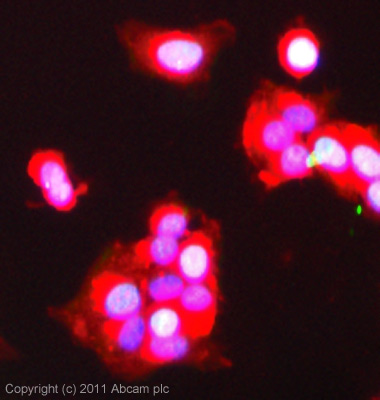Immunocytochemistry/ Immunofluorescence - Anti-TTC5 antibody (AB36855)