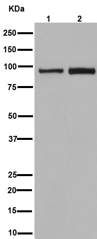Western blot - Anti-TTC7B antibody [EPR15995] - BSA and Azide free (AB251172), expandable thumbnail