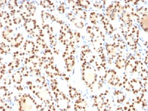 Immunohistochemistry (Formalin/PFA-fixed paraffin-embedded sections) - Anti-TTF1/Nkx2-1 antibody [8G7G3/1] - BSA and Azide free (AB212886), expandable thumbnail