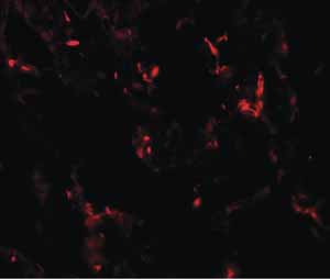 Immunocytochemistry/ Immunofluorescence - Anti-TTF1/Nkx2-1 antibody (AB125650), expandable thumbnail