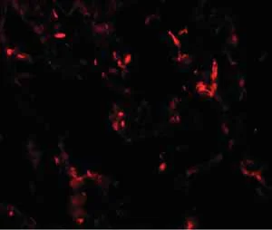 Immunocytochemistry/ Immunofluorescence - Anti-TTF1/Nkx2-1 antibody (AB125650)