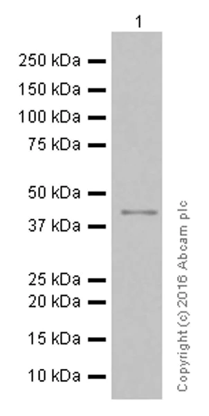 Western blot - Anti-TTF1/Nkx2-1 antibody [EP1584Y] (AB76013)