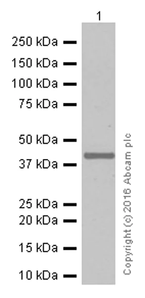 Western blot - Anti-TTF1/Nkx2-1 antibody [EP1584Y] (AB76013)