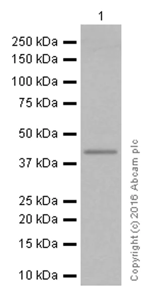 Western blot - Anti-TTF1/Nkx2-1 antibody [EP1584Y] (AB76013)