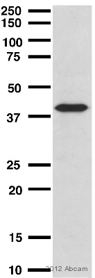 Western blot - Anti-TTF1/Nkx2-1 antibody [EP1584Y] (AB76013)